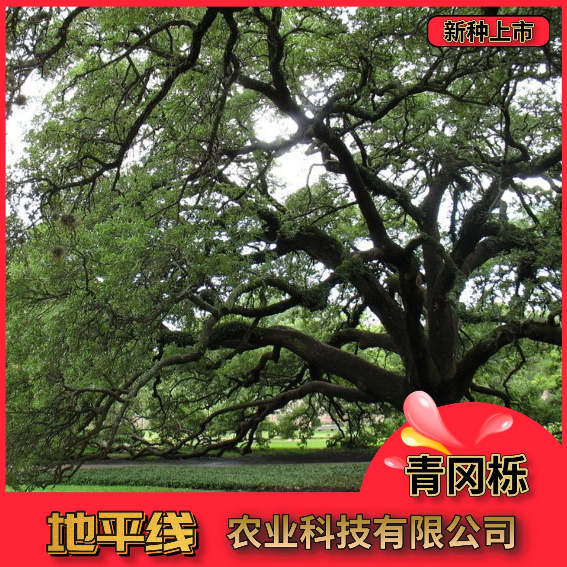 青冈树种子橡树种子麻栎种子象树种子橡籽美国红橡红栎树柞树种